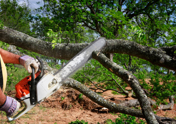 Best Tree Disease Treatment  in Seagraves, TX